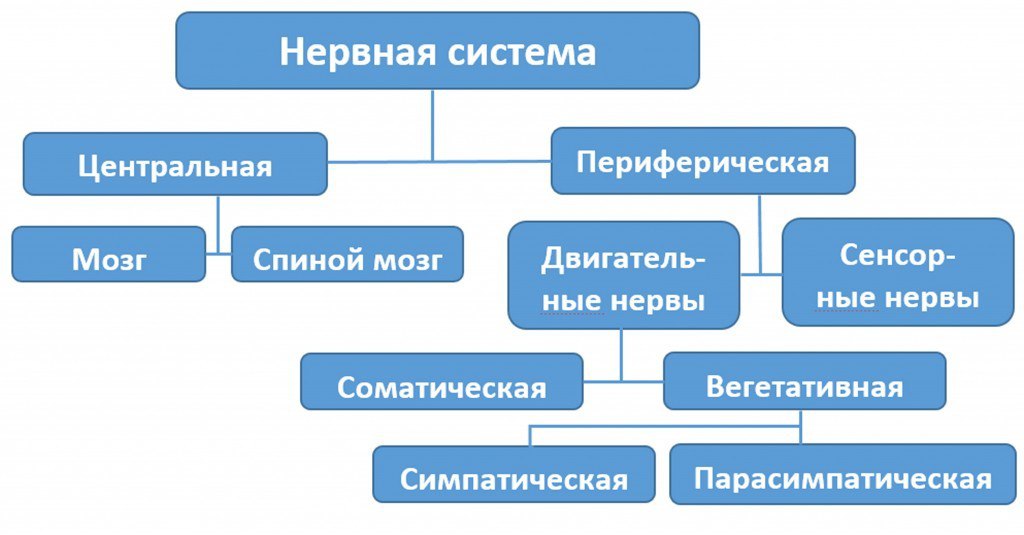 Нервная система: центральная и периферическая