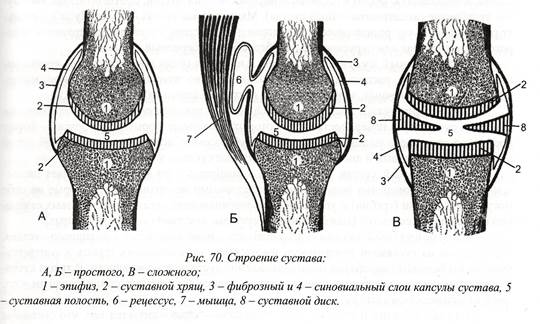 Строение простого и сложного сустава