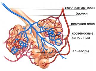 Альвеолы легких