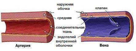 Строение вен и артерий