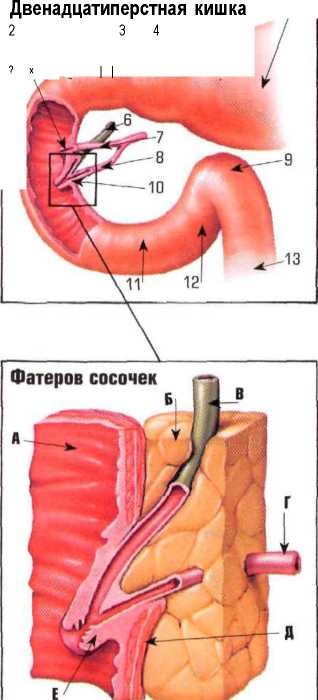 Двенадцатиперстная кишка человека