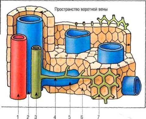 Гепатоциты