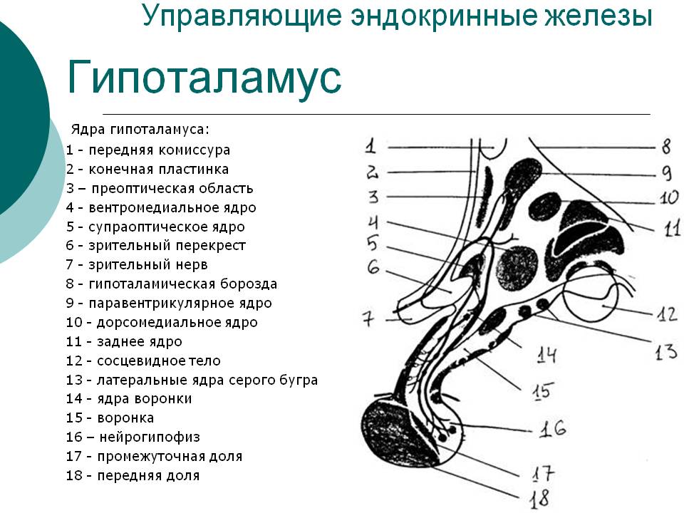 Гипоталамус
