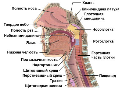 картинка строения глотки. вид сбоку
