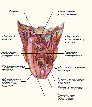 картинка строения глотки. вид спереди
