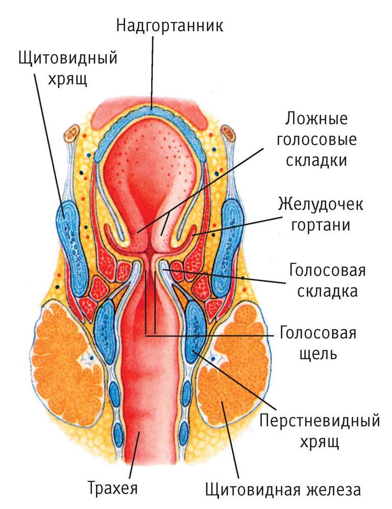 гортань строение и функции