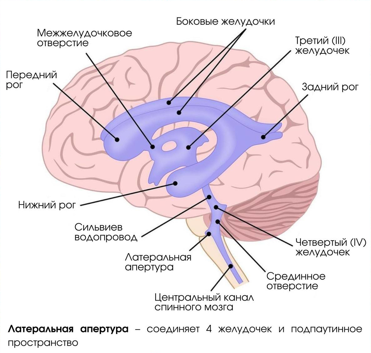 Мозговые желудочки