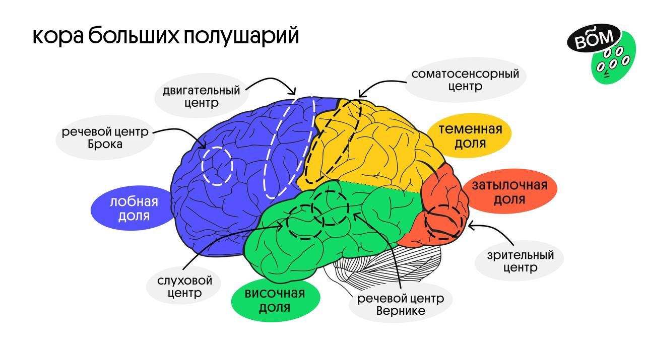 Мозг и функции
