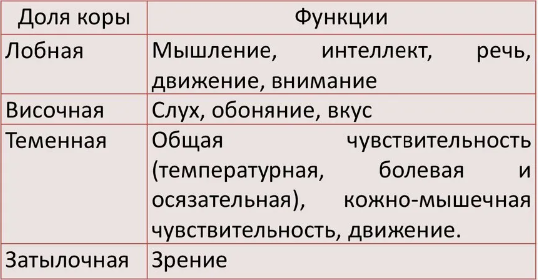 Доли мозга и их функции