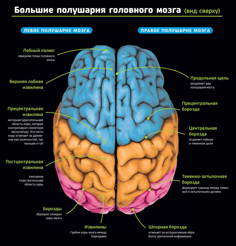 Большие полушария головного мозга