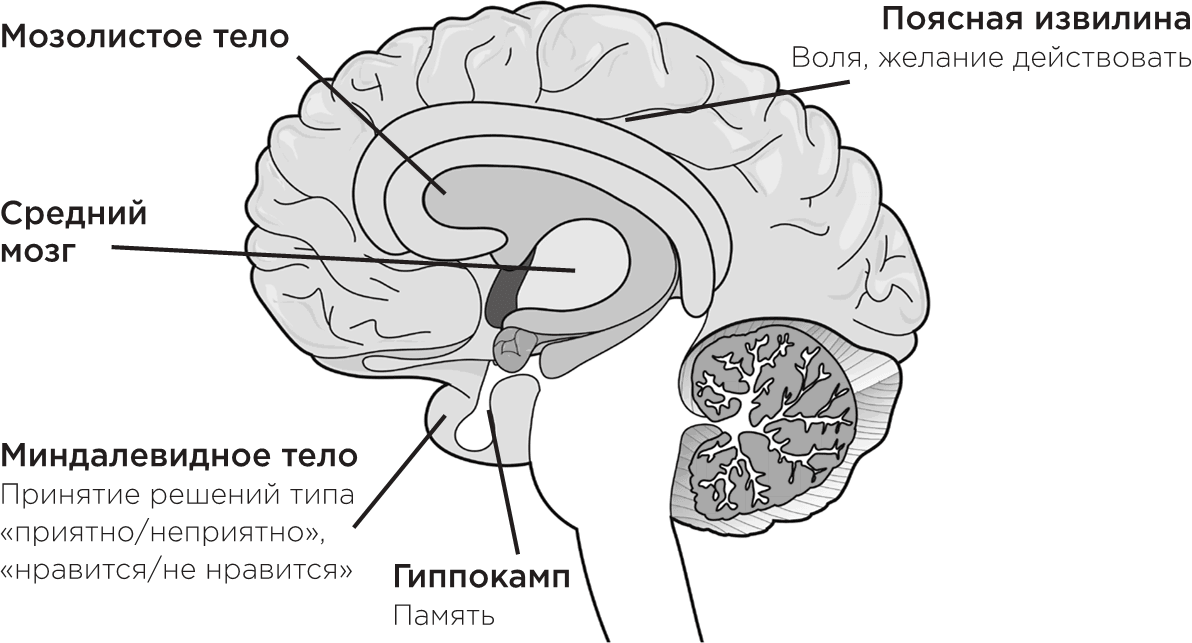 Головной мозг