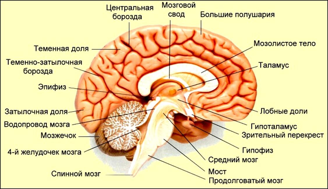 Строение мозга человека