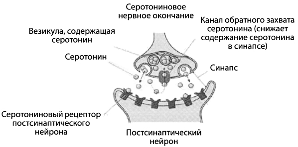 Серотониновая связь между клетками