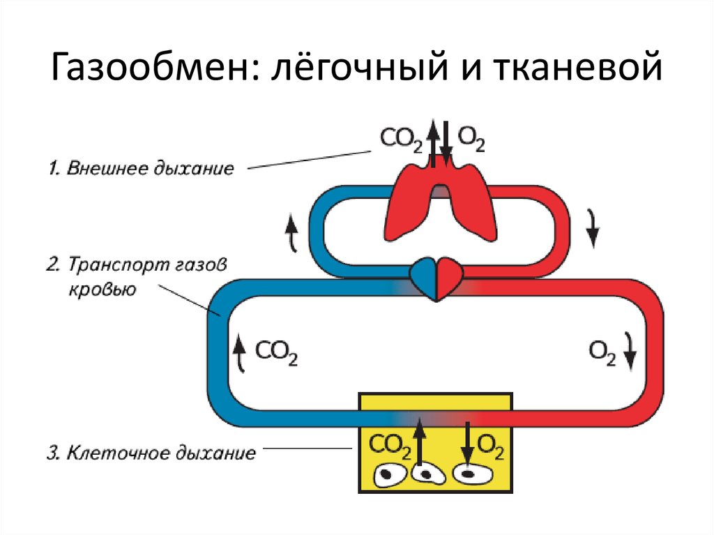 Газообмен и транспорт газов