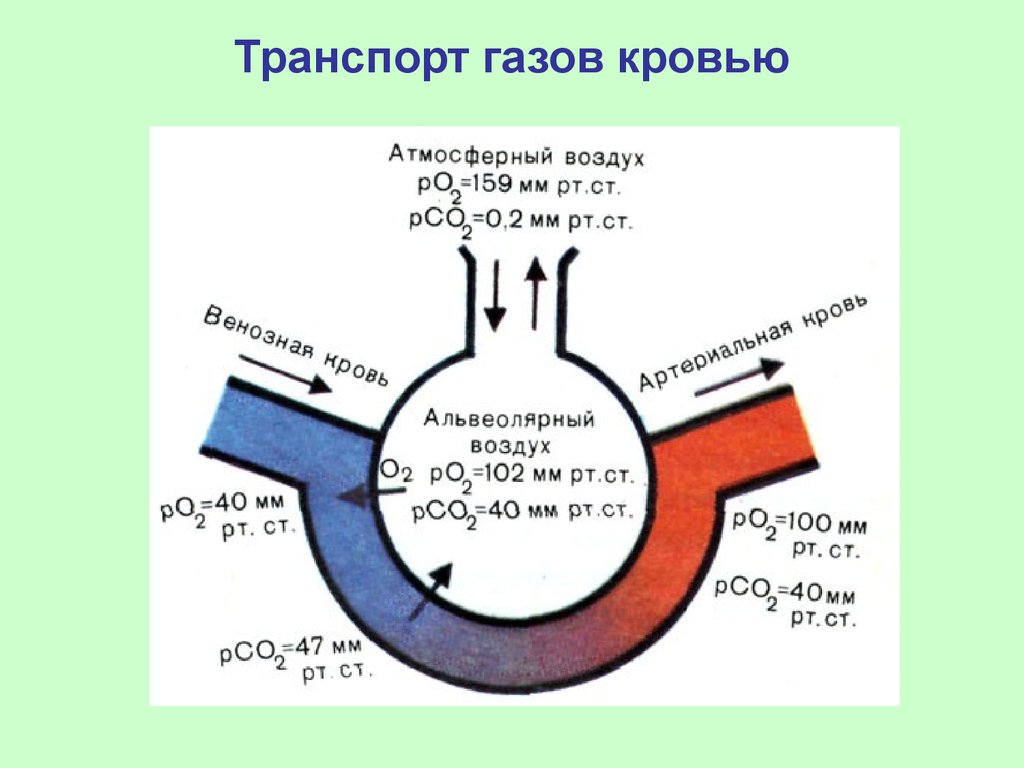 Газообмен и транспорт газов
