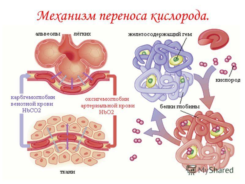 Транспорт кислорода от легких к тканям