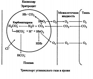 Транспорт углекислого газа в организме человека