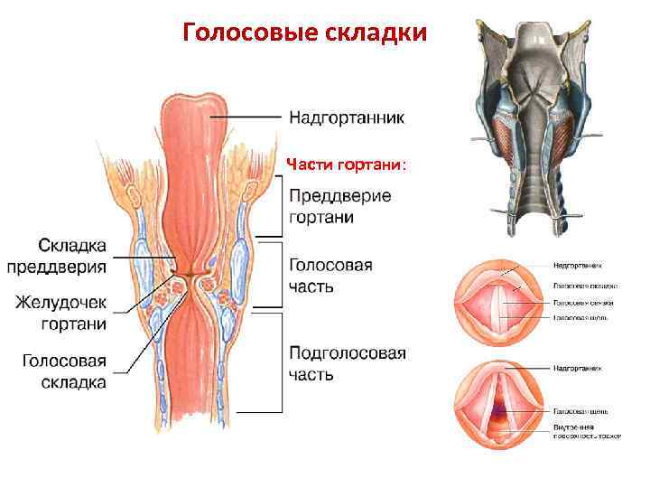 Голосовые складки гортани