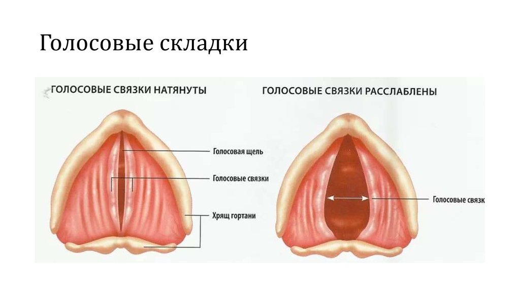 Голосовые складки гортани