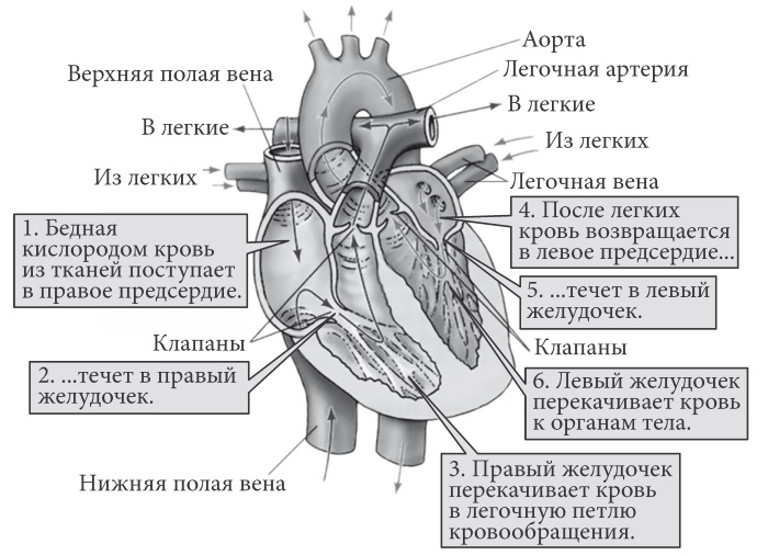 Кровообращение между камерами сердца