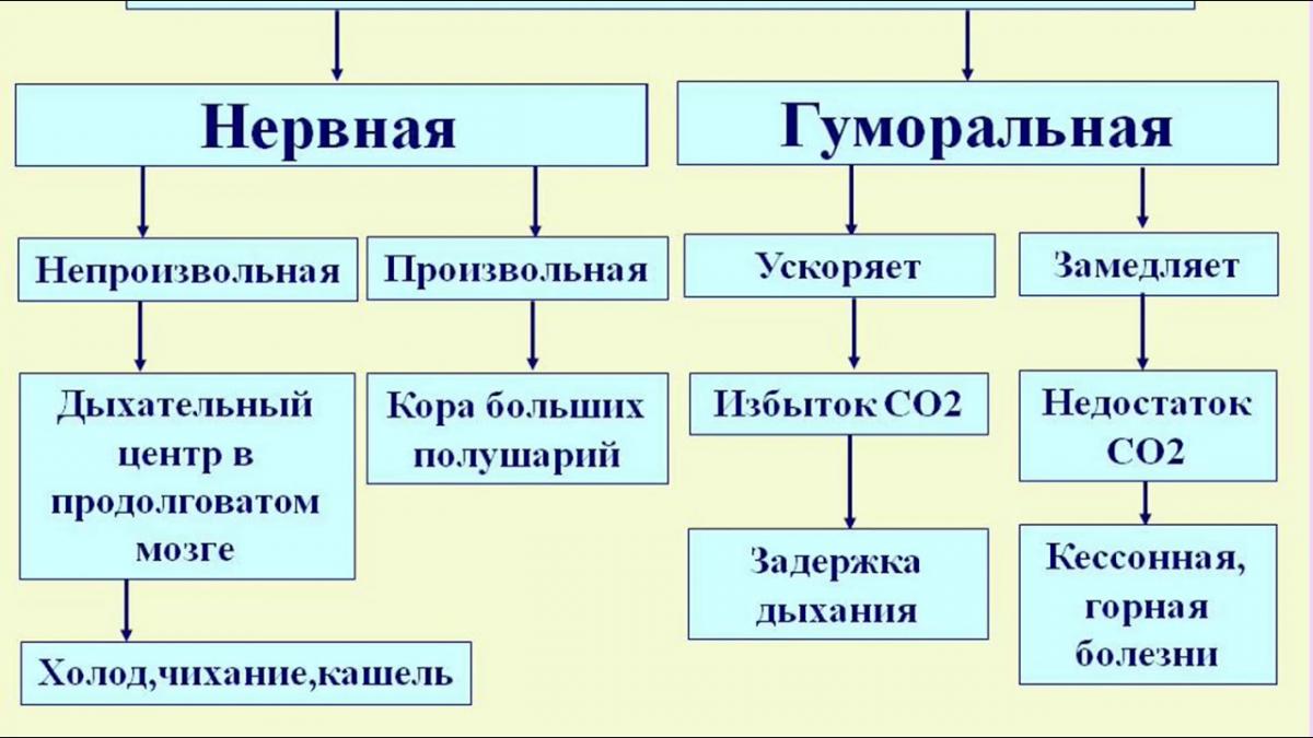 Механизмы регуляции дыхания