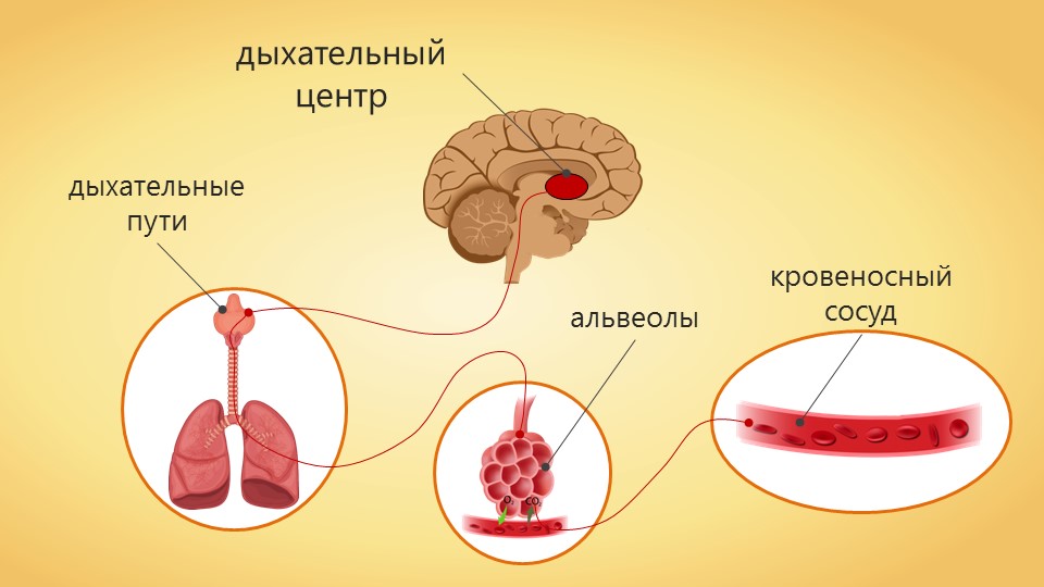 Дыхательный центр: механизмы регуляции дыхания