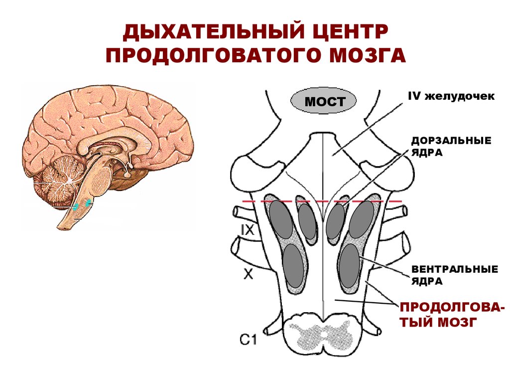 Дыхательный центр: механизмы регуляции дыхания