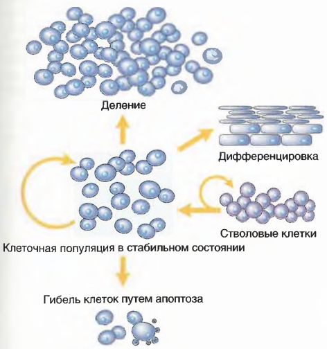 Механизмы регуляции клеточной популяции