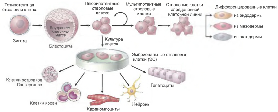 Эмбриональные стволовые клетки