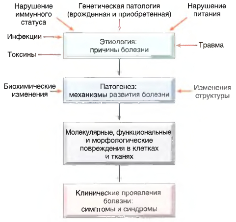 Этапы развития болезней. Приведены только основные причины