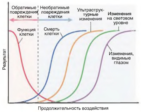 Связь между функцией клетки, гибелью и изменениями в поврежденной клетке