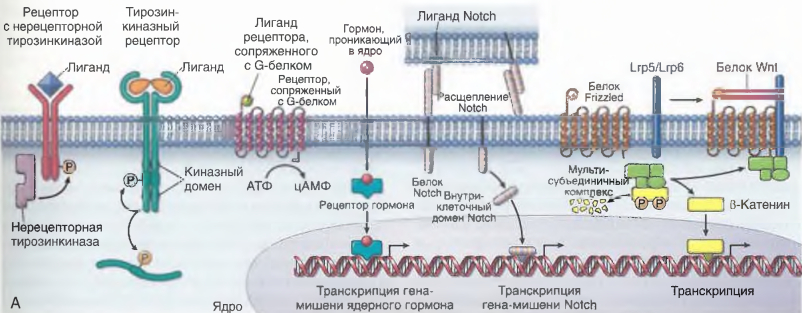 Рецептор-опосредованные сигналы