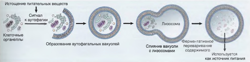 Аутофагия