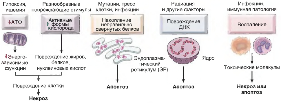 Основные биохимические механизмы и локализация повреждения в клетке