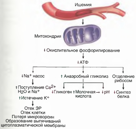 Последствия кислородного голодания (гипоксии) и ишемии