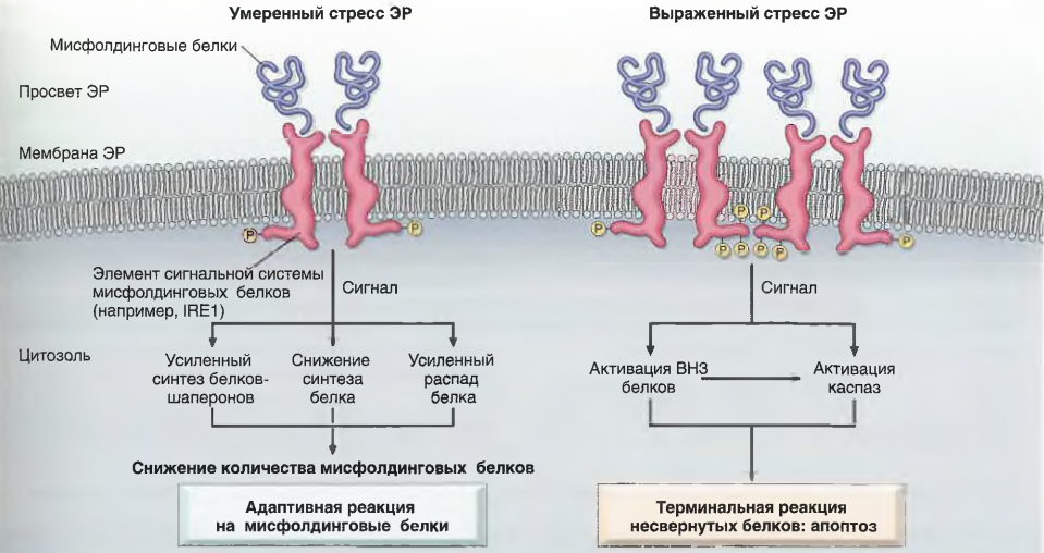 Реакция мисфолдинговых белков и стресс эндоплазматического ретикулума