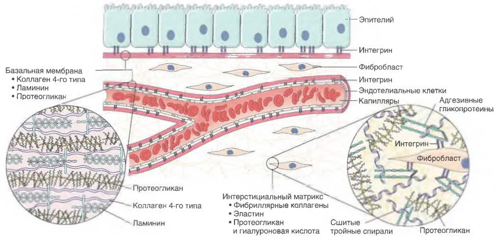 Основные компоненты внеклеточного матрикса