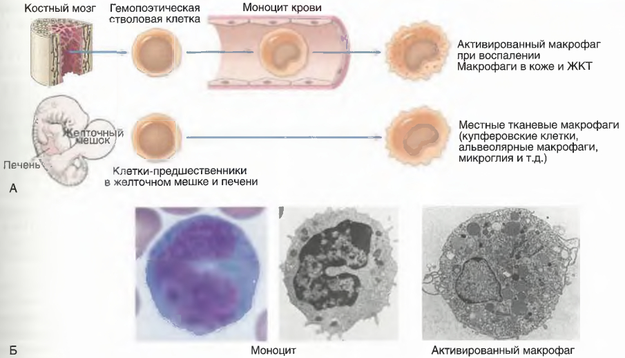 Созревание мононуклеарных фагоцитов