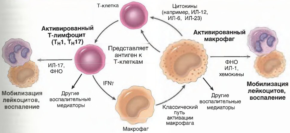 Взаимодействие макрофагов с лимфоцитами при хроническом воспалении