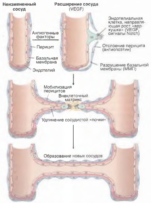 Ангиогенез