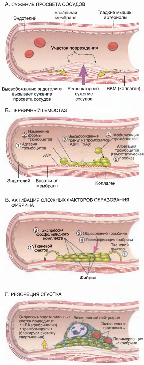 Нормальный гемостаз