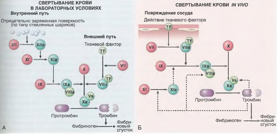 Активация свертывающей системы в лабораторных условиях и in vivo