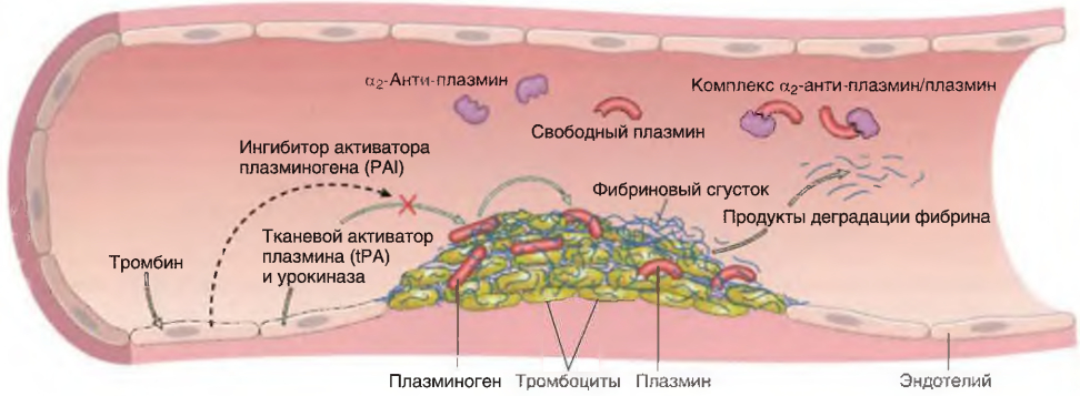 Фибринолитическая система, различные активаторы плазминогена и ингибиторы