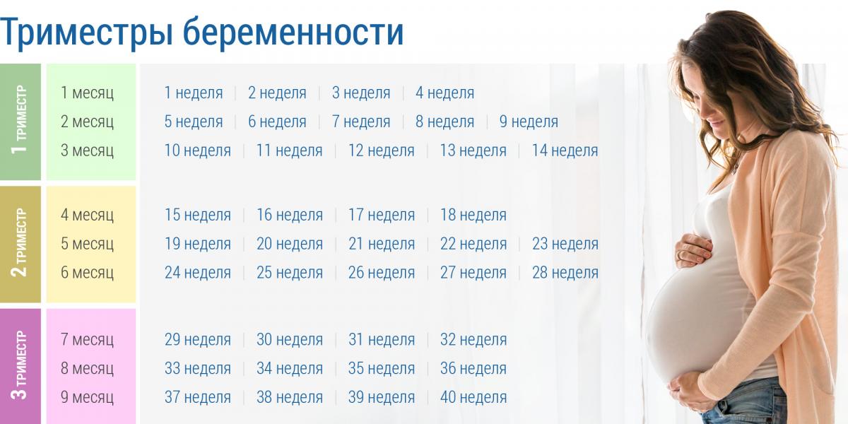 Первый триместр беременности: циклы и диагностика