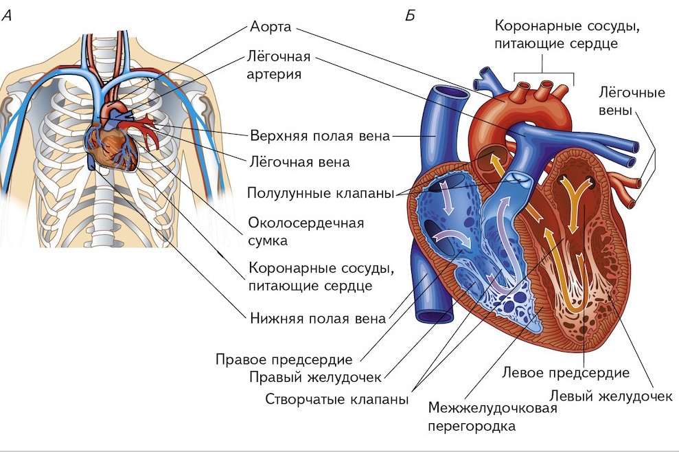 Анатомическое расположение сердца в грудной клетке человека