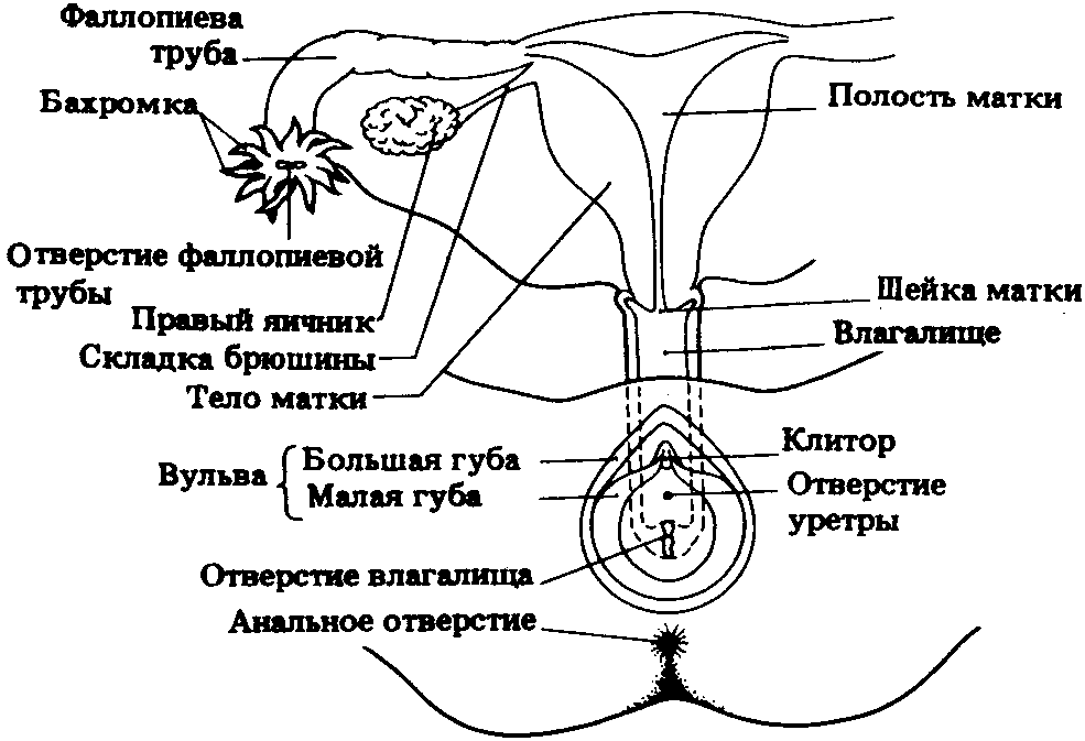 Наружные женские половые органы