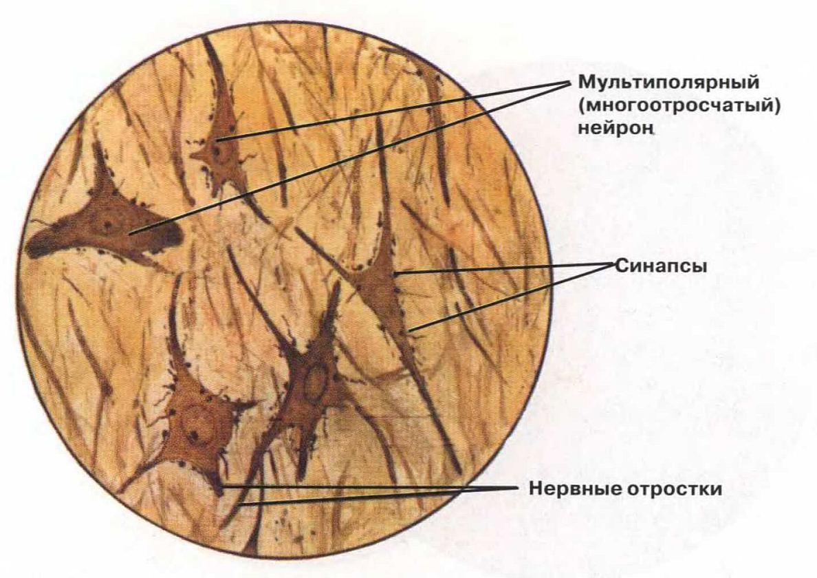 Мультиполярные нейроны спинного мозга