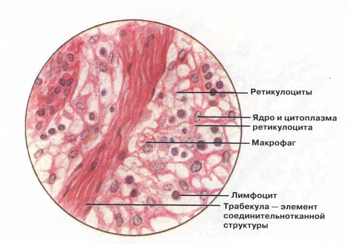 Ретикулярная ткань