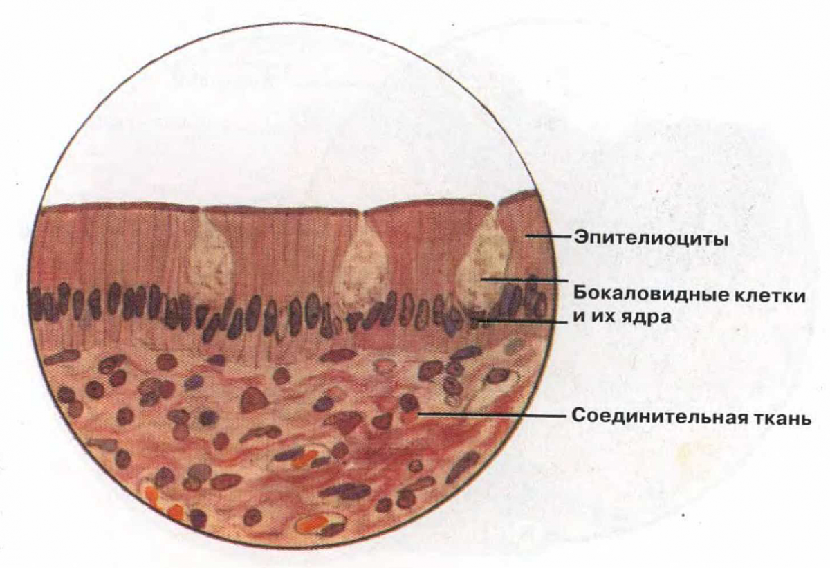 Костная ткань