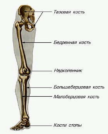 Кости нижней конечности